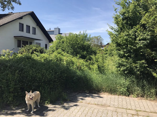 Hund vor einem Haus mit Garten